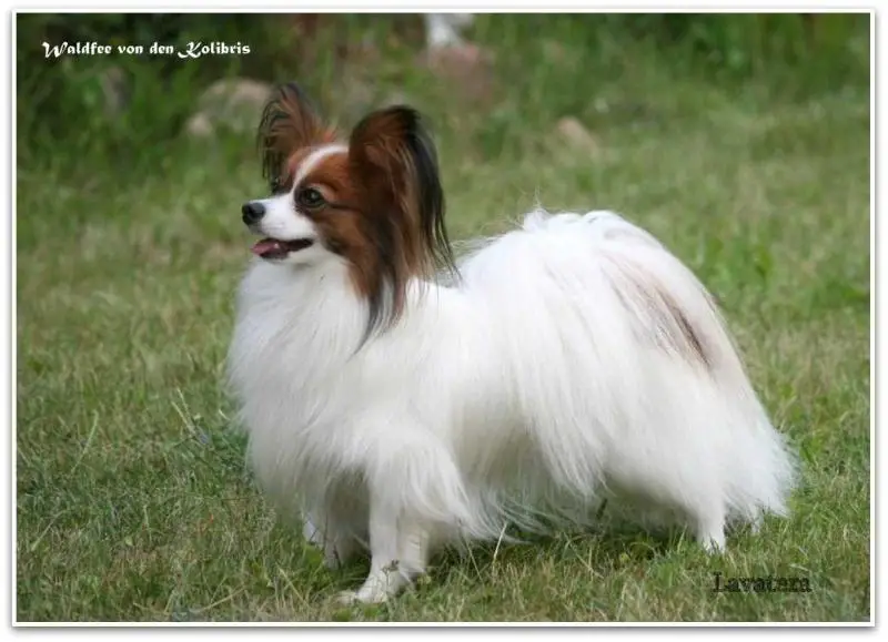 JCH of Breed,CH of Breed,JCH BLR,UA,CH BLR,RUS,GRAND CH BLR Waldfee v.d. Kolibris