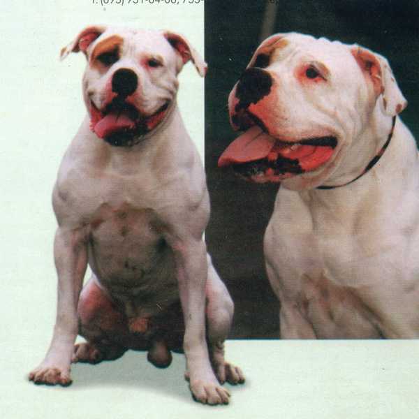 Street Wise American Bulldogs' C