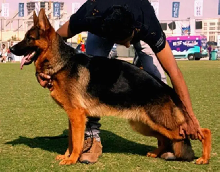 V1 UAE (2016) Diva von Haus Kalia
