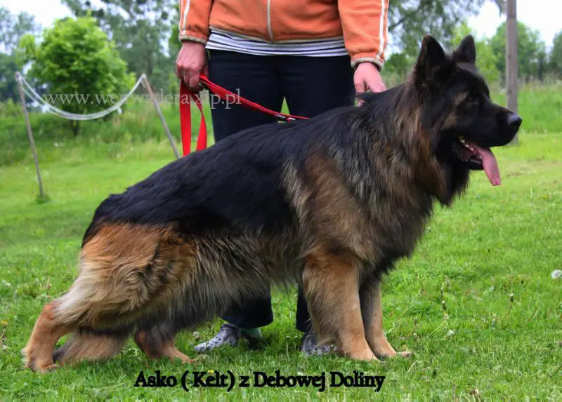 Asko z Dębowej Doliny