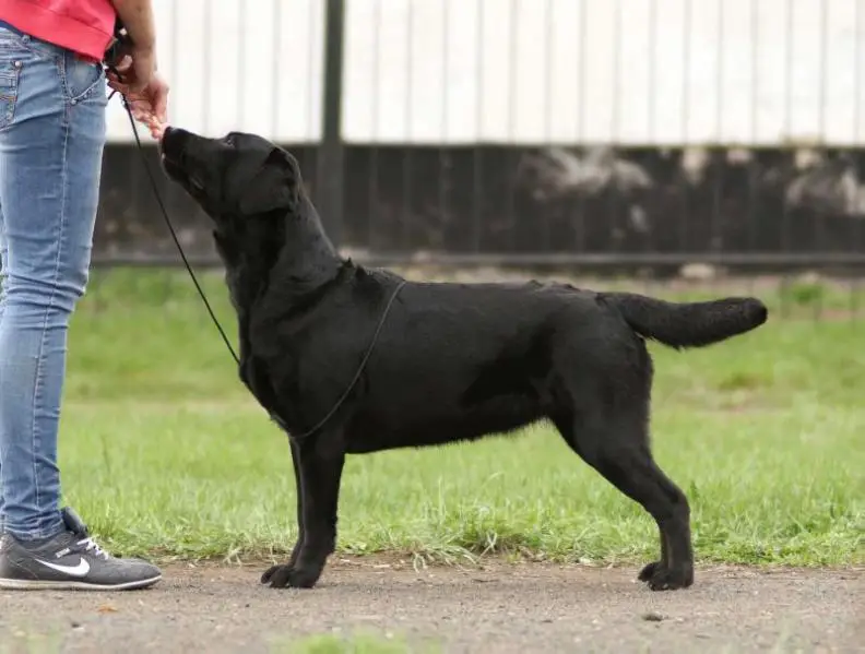 Fortuna Vitae Zara Lucky Star