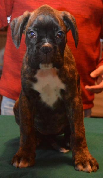 Divina Destiny Boxer Noviglio