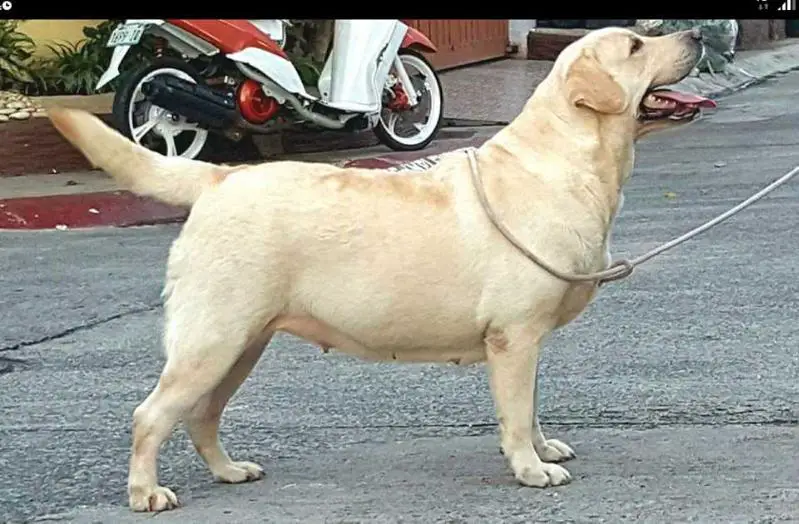 Brukbound Brenchis Natillie