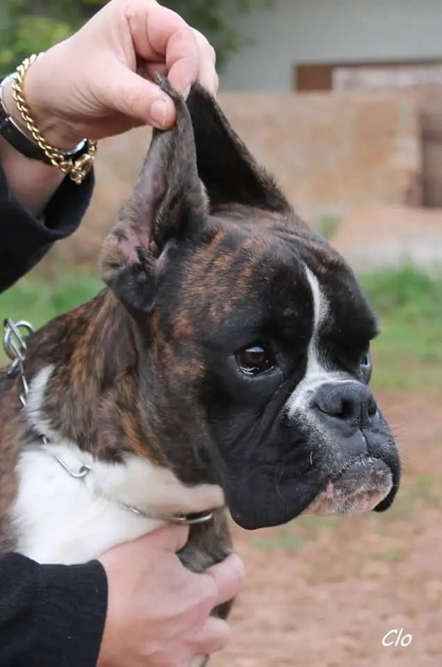 Kiara della Riserva Reale