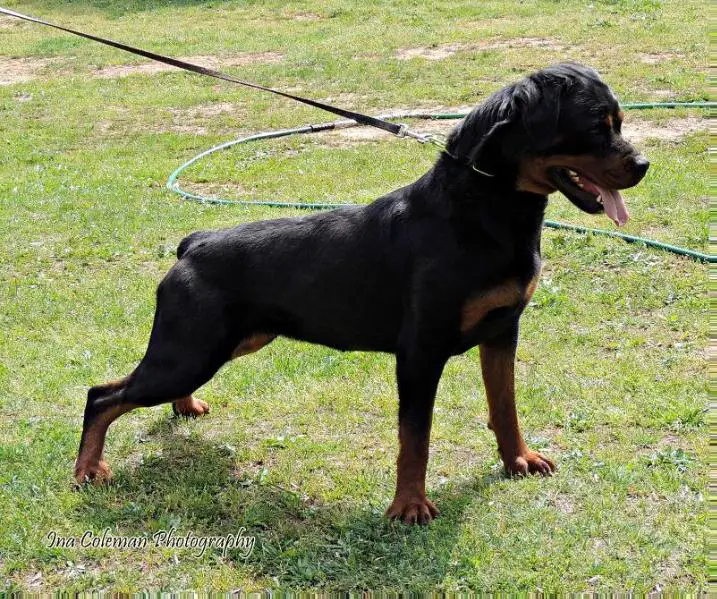 Lowcountry Rottweilers Tessa