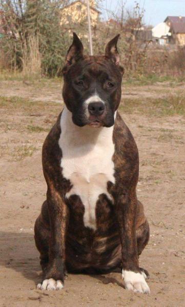 Jch Russia Kanock Wild Honey