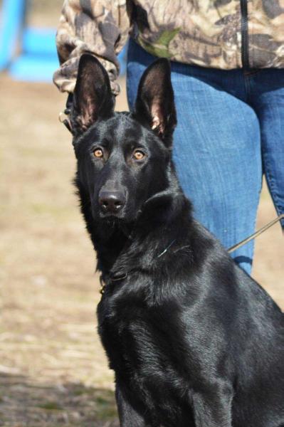 Ruze Cervena z Dobreho Pastyre