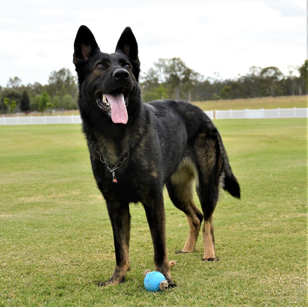 Australian CH Garsova Kiri