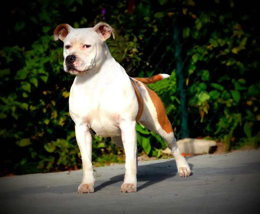 PL CH Everglades Dragoness W Red Florida