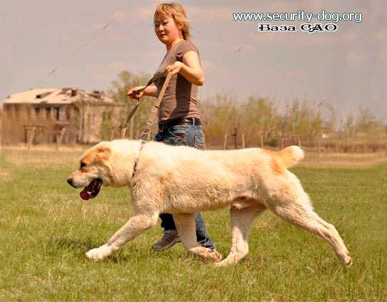 shaiman