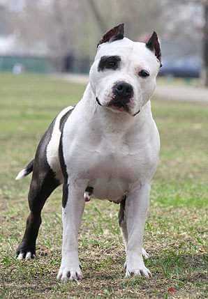 JCH.Rus CH.Rus,Mol,Ukr,Bel, CACIB Yudzhi Afrodita Luxury Springster
