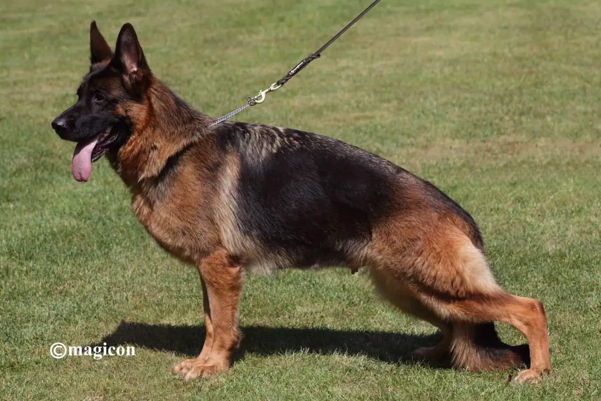 V Karol Von Mater Salvatoris