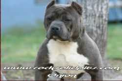 ROCKSOLIDS TEAR-N-YOUR-I ONION DNA-VIP