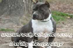 ROCKSOLIDS DARLIN CLEMENTINE DNA-P