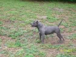 Strongsides N Perry's Coco