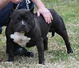 ABKC CH Suarez Sacred Shinobi of Byers DNA-P