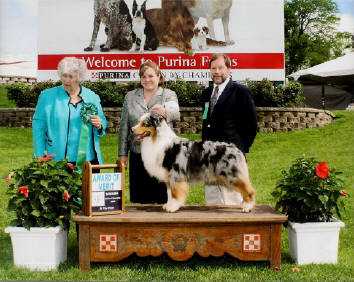 HOF GCH AKC/ASCA CH Crofton Hide and Seek