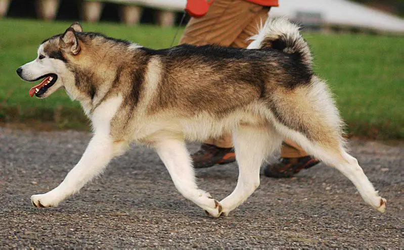 Sledgerunner Kingpin of Nimki