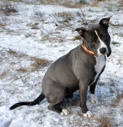 ROSE FOR COMMANDING BLOSSOMING ROSE (FCI)