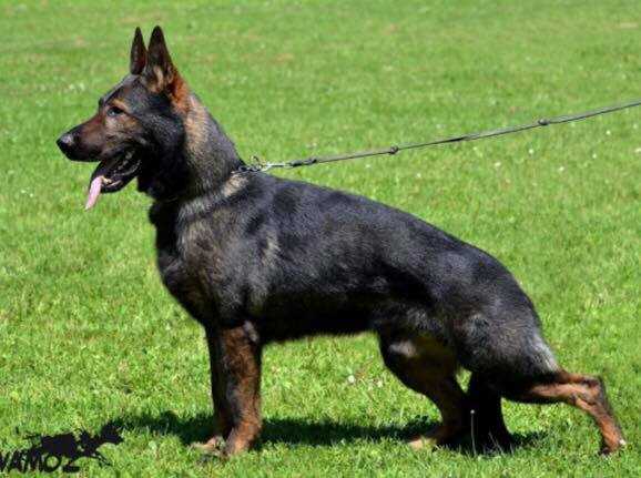 SG Azud vom Geiersbuhl