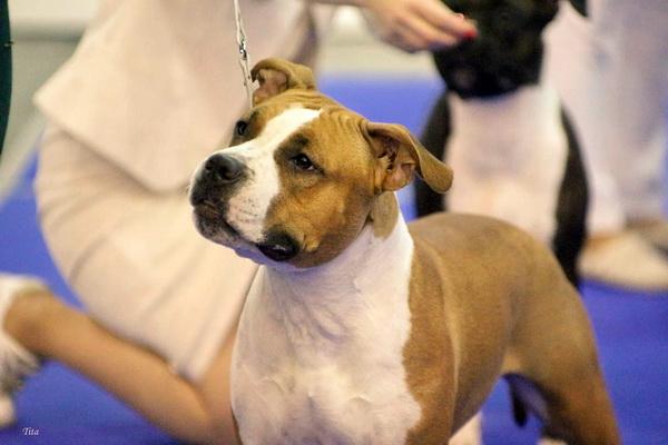 BOB Puppy EDS-2017, Jr Ch, Ch Grenada Art of Staff