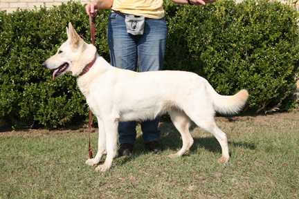 Rin Tin Tins Lady Solo Siren