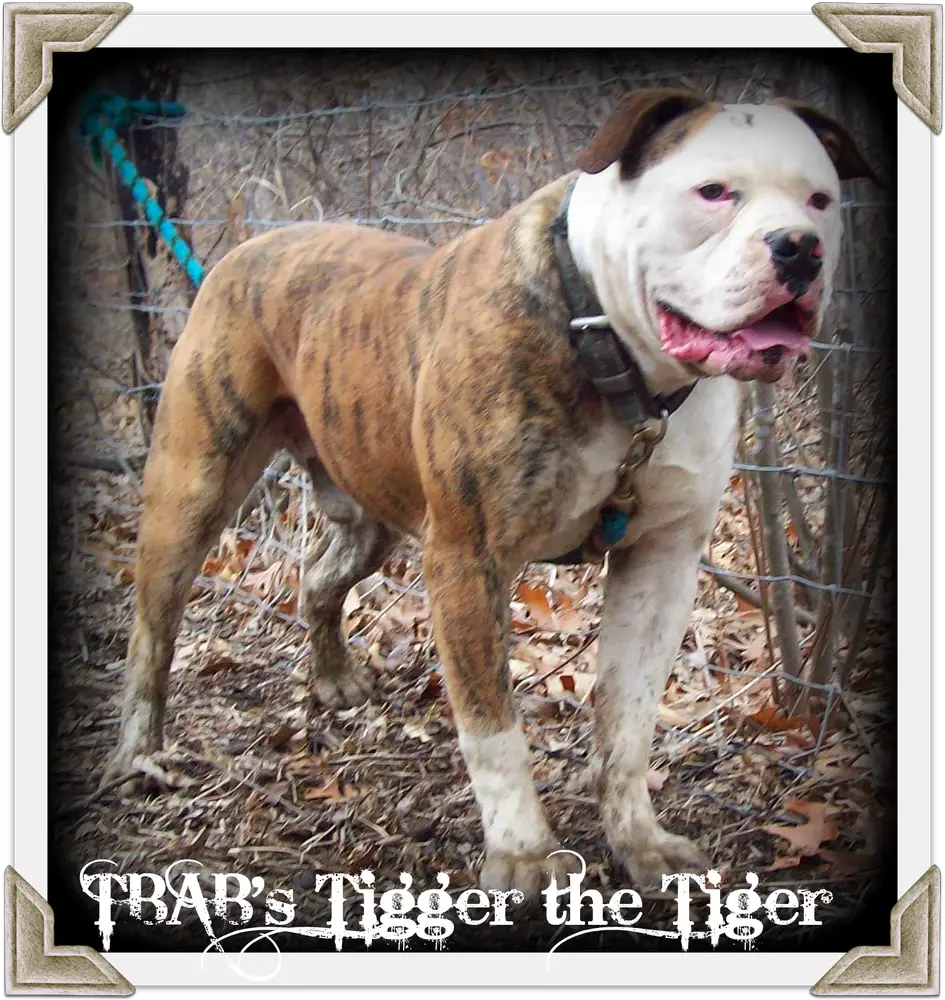 TBAB's Tigger the Tiger