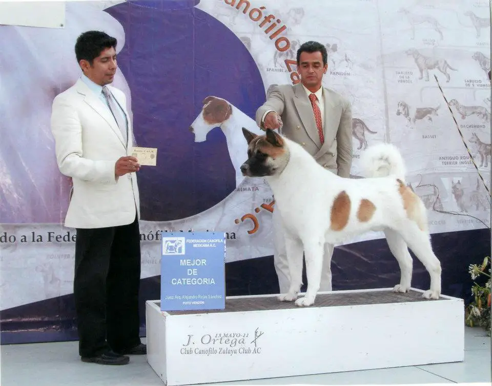 Chaman El Fantasma (Flores)