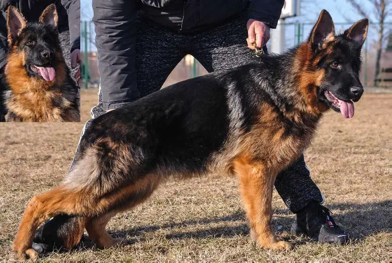 Ilbbo De La Madonina