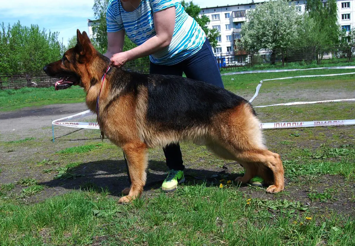 J Ch. Rus, Ch.Rus Erben Welt Stern Bumer