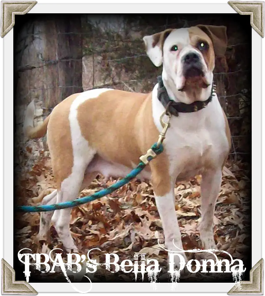 TBAB's Bella Donna