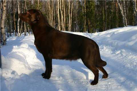 CH RUS REAL PERSON NORMANDY