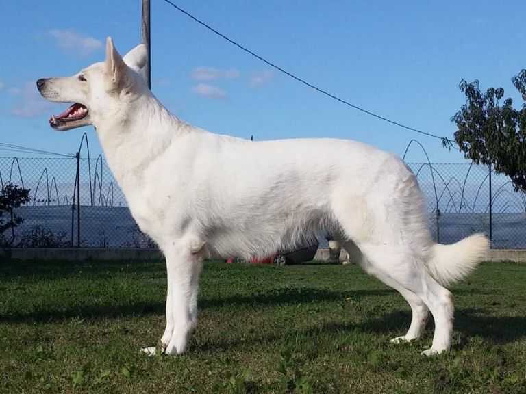 BAIULAND Dafne White Mane