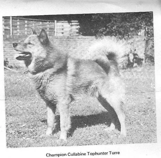 Cullabine TOPHUNTER TURRE