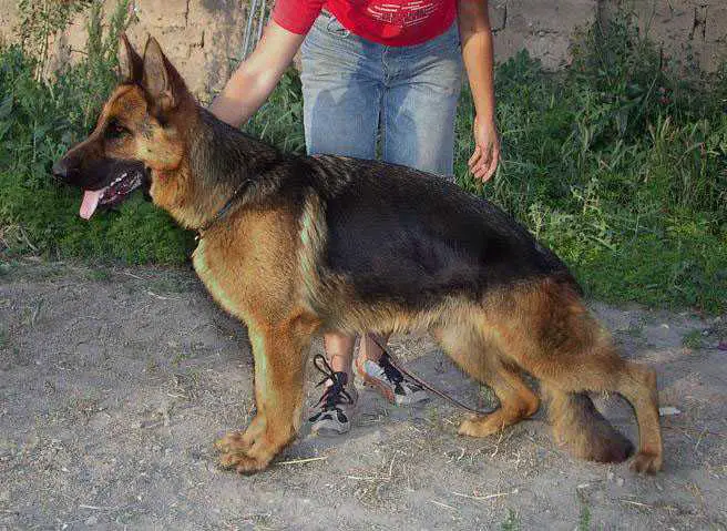 Udacha Gaide Al Dzhura