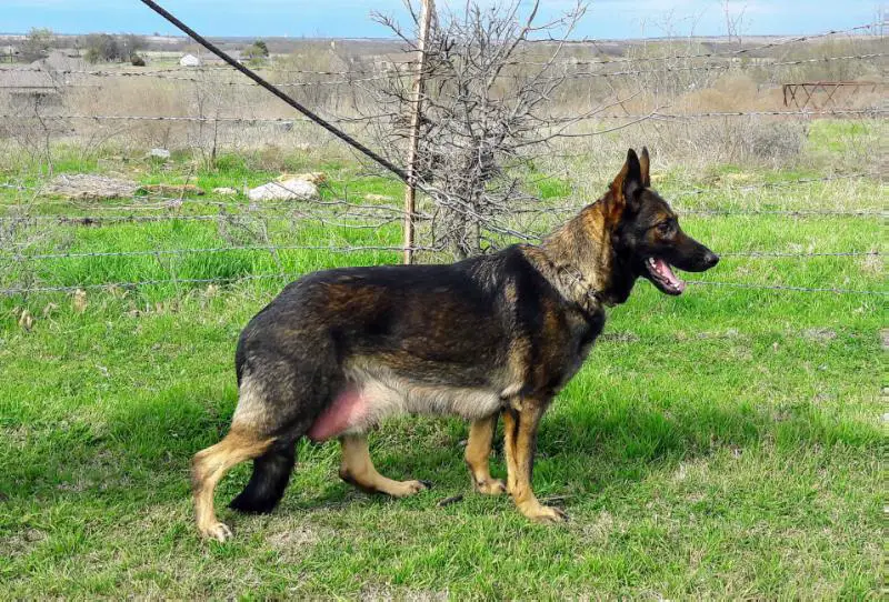 Akila von der wilden Nachbarschaft