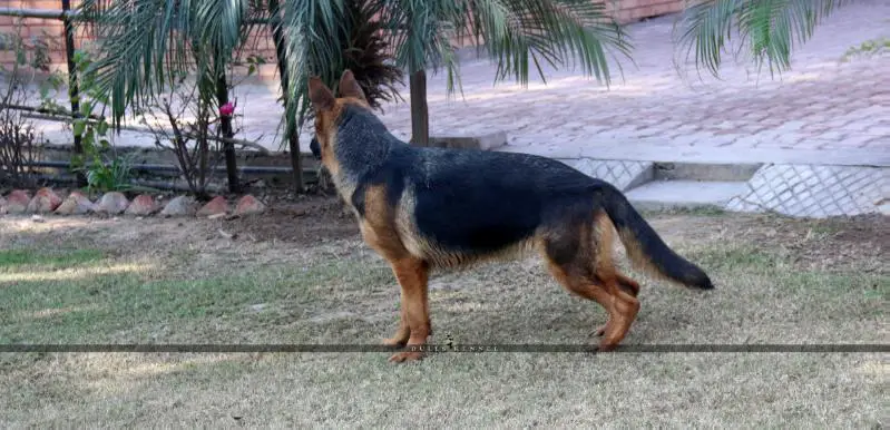 Diana vom Dulls Kennel