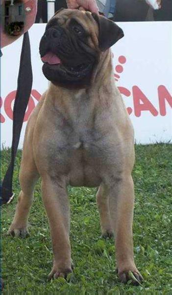 Multi Ch. BOG BOB BLUE IVY Amber Dream