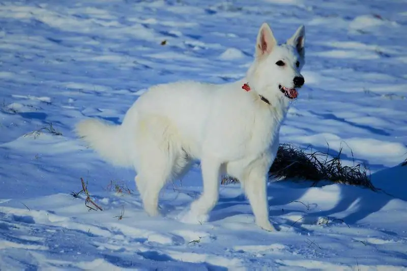 JCH Russia, CH Russia, CH RKF, CH NKC Candidate Hot Heart of Mollie