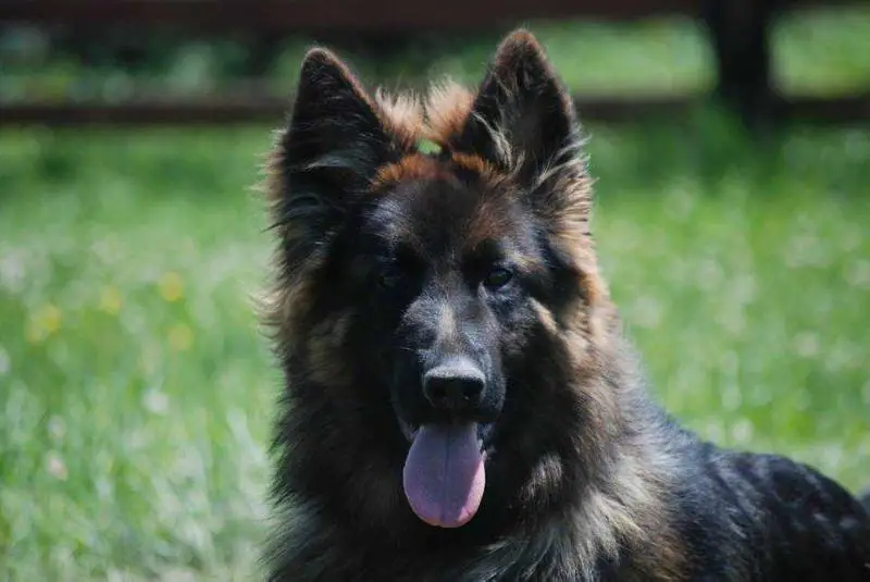 SVO RCJ BOB CACJ Luna von der Luisenthal