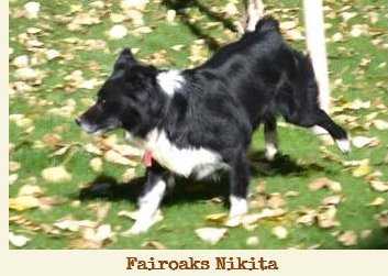 Fairoaks Nikita