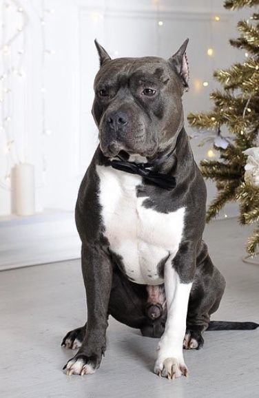 JCAC.CAC.CH BLR Bendjamin Buttler Iz Imperii Angelov