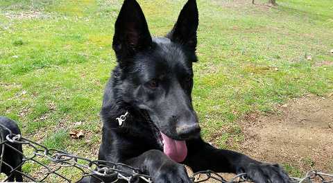 Nox Nyx Von Woof Woof