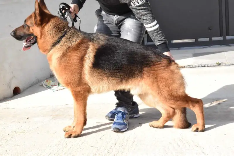 Lando di poggio del sole