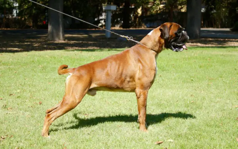 Spain Jr. Ch. Filippo Del Cabezo La Jara