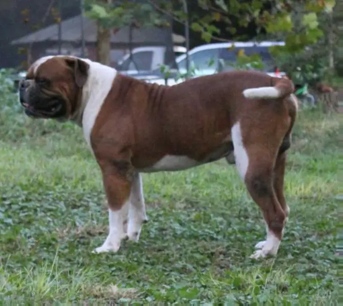 Prime Example Bulldogs Mancho