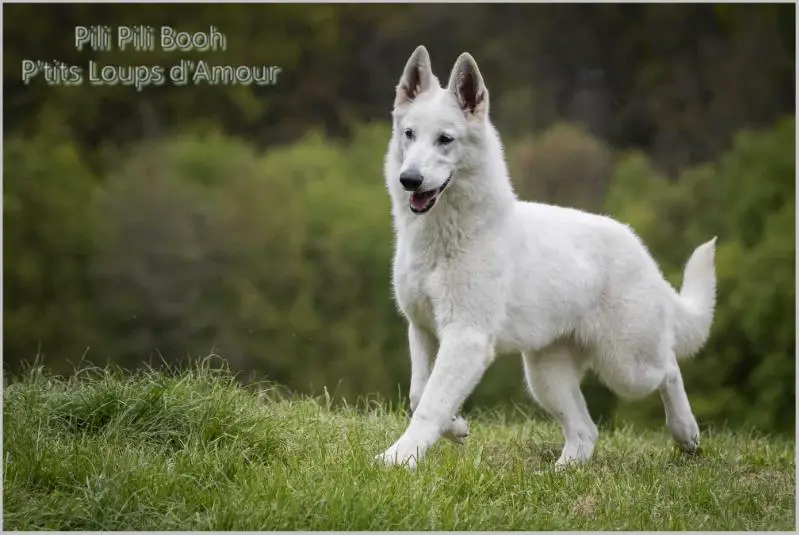 Pili Pili Booh P'tits Loups d'Amour