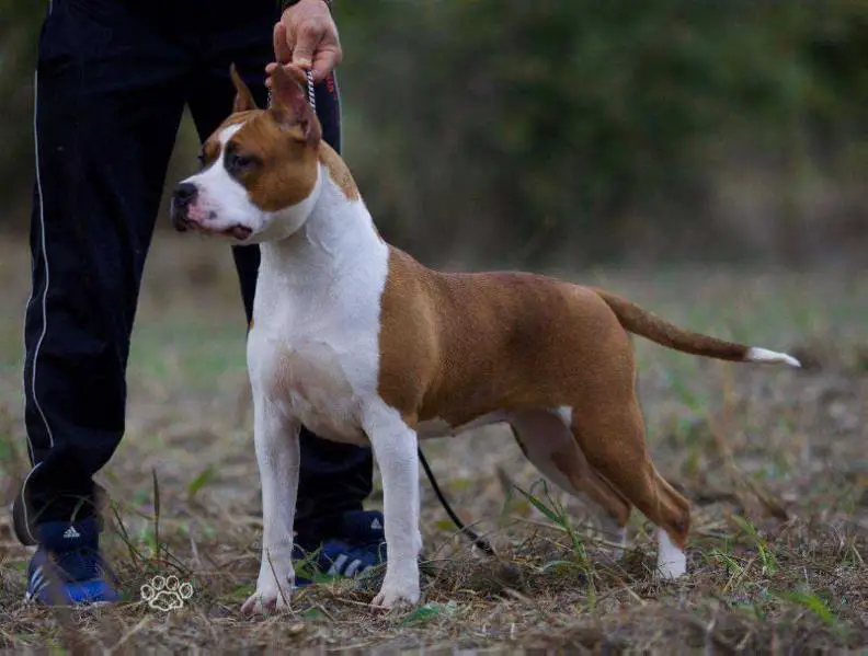 Amstaff Style Fly Away