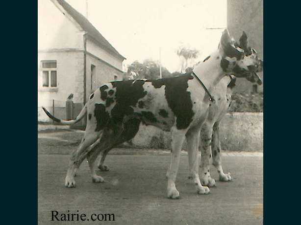 Fatme von Hunneheide