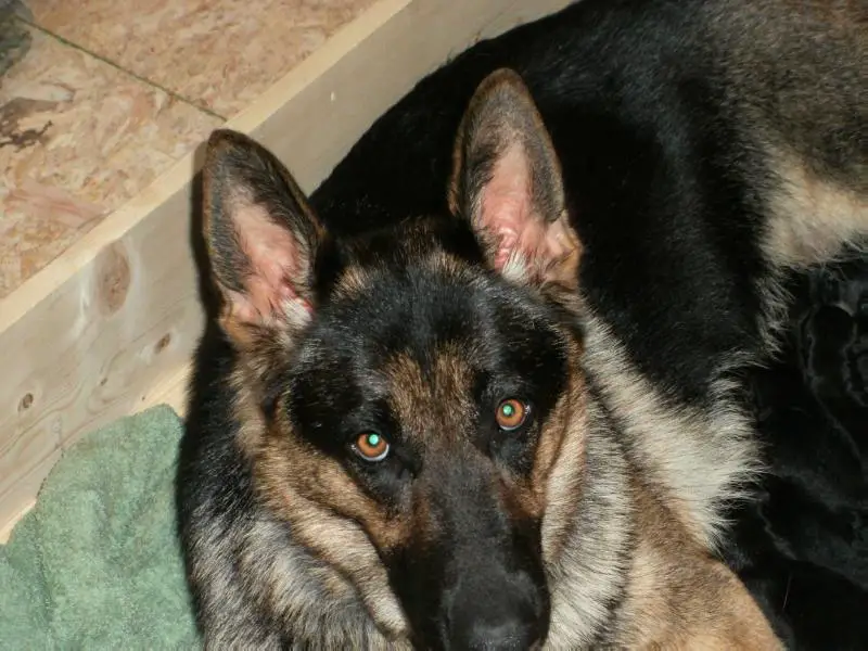 Cecancia Von Burg-Wachter Bella